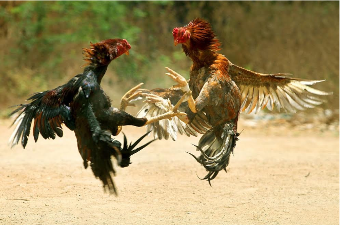 Navigating the 78win Platform for Thomo Cockfighting