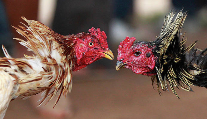 Strategies for Success in Thomo Cockfighting on 78win